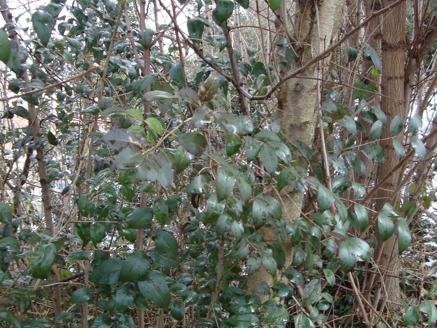 Ligustrum lucidum, ovvero esordio di un''invasione biologica